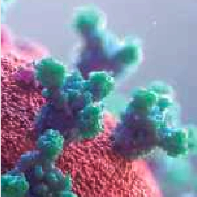 Skenario aplikasi global Tes Antigen Cepat COVID-19